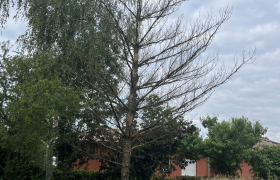 Abattage de sapin à Langres