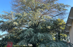 abattage d’un arbre cèdre  à  Neuilly-l'Évêque