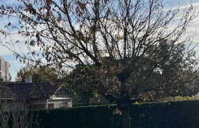 Élagage d’arbres