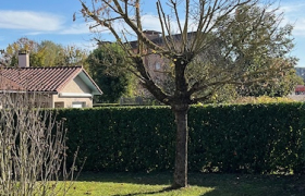 Élagage d’arbres