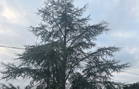 Abattage d'un arbre 