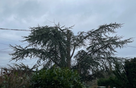 Abattage d'un arbre 