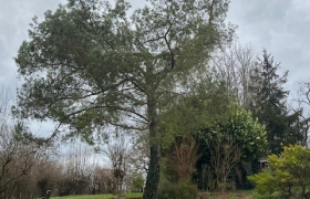Abattage d’un pin à Bourbonne-les-Bains