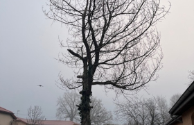 Abattage d’arbre, cèdre