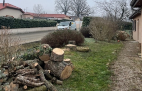Abattage d’arbre, cèdre
