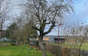  Abattage d'arbres