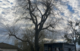 Élagage de saule